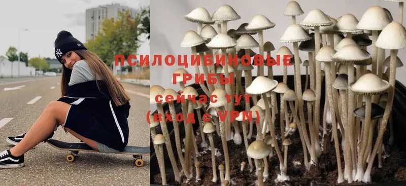 Псилоцибиновые грибы MAGIC MUSHROOMS  как найти закладки  Благовещенск 